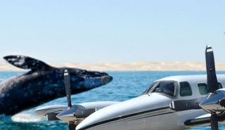  Whales by plane